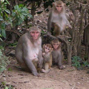 Cayo Santiago rhesus macaques